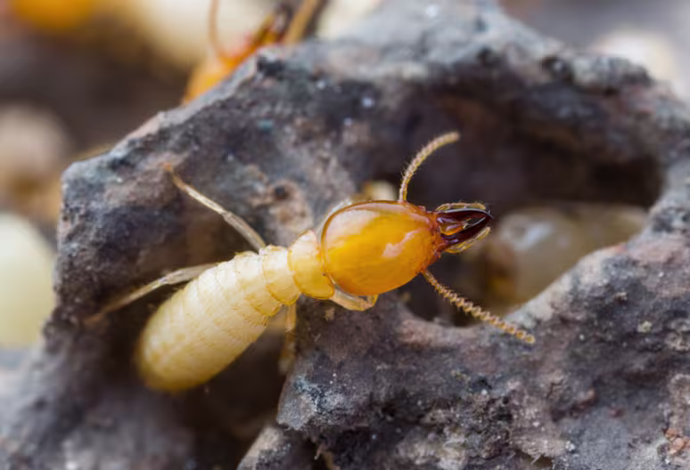 Termite close-up view showing segmented body, antennae, and six legs.